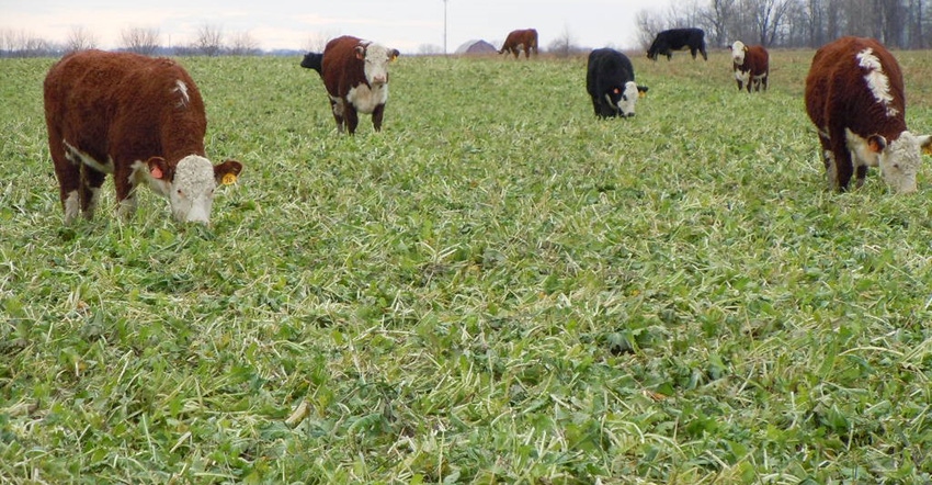 cows grazing on cover crops