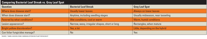 This table identifies a few subtle differences between bacterial leaf streak and gray leaf spot in corn. 