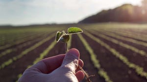 hand holding soybean seedling in front of field