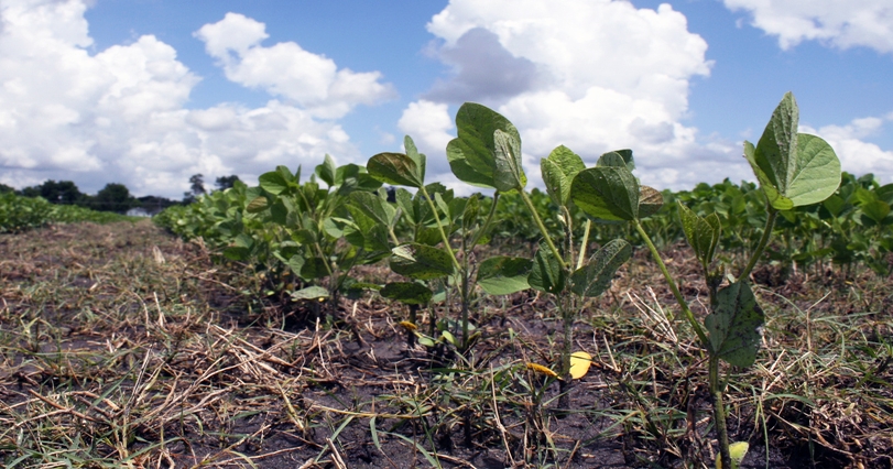 4 steps to manage soybean cyst nematode starting now