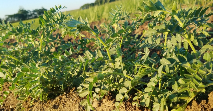 Carl Taber’s chickpeas emerging quickly on his farm in Trumansburg, N.Y. 