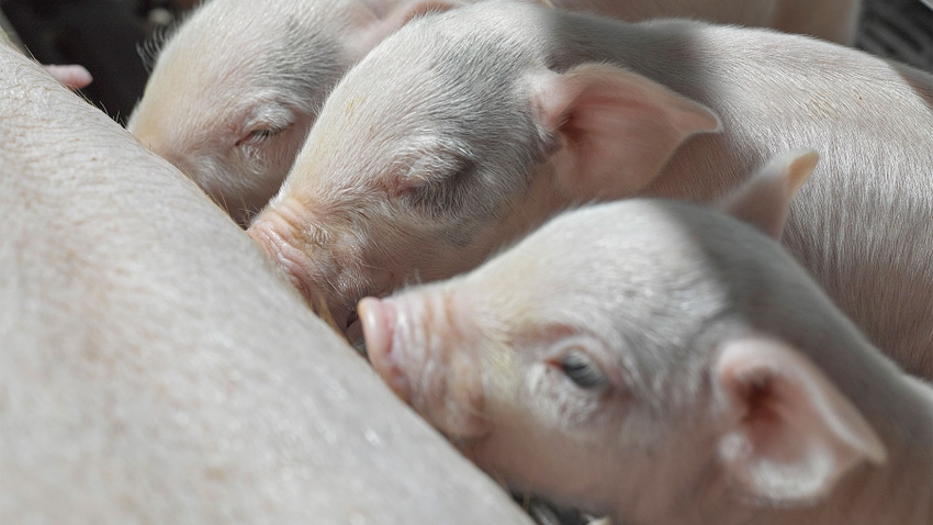 piglets nursing from sow's teats