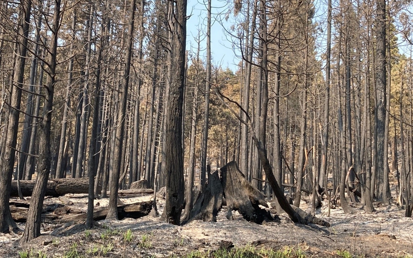 WFP-UCANR-burned-forest.jpg