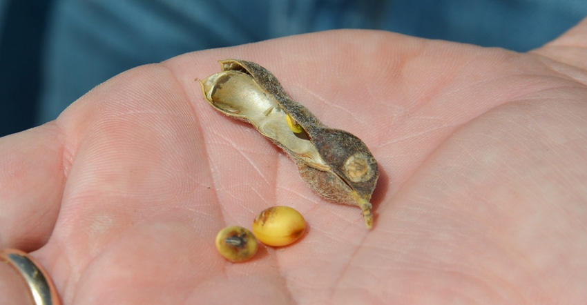 diseased soybean pod in palm of hand