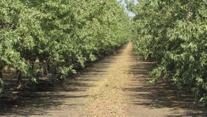 Almonds during harvest