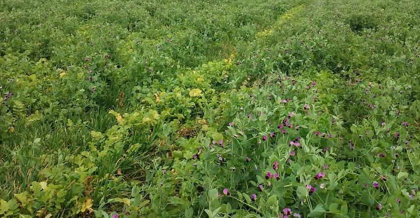 A field filled with cover crop