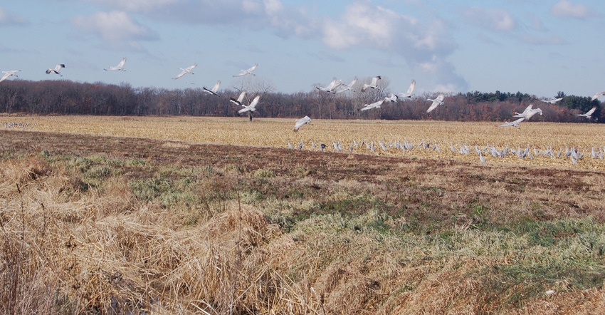 birds flying across field