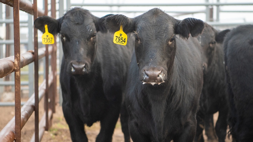 Close-up of two black cows in pen