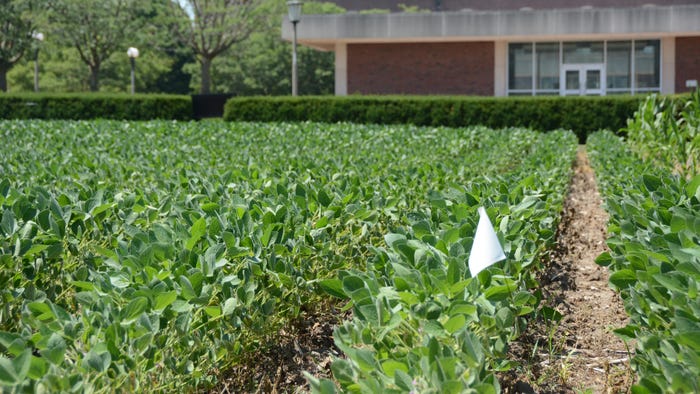 the undergraduate library behind soybeans planted in the Morrow Plots at the University of Illinois