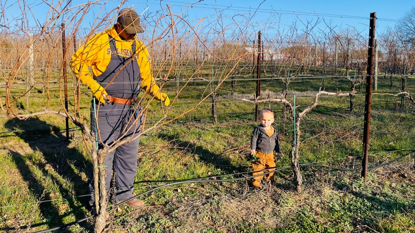 Shelby Watson-Hampton’s husband and 18-month-old son are trying hard to get caught up on vineyard chores