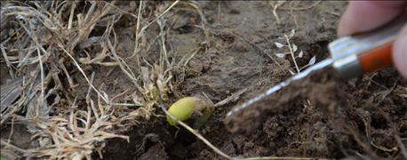 soybean_herbicide_injury_due_perfect_storm_1_635685145744032018.JPG