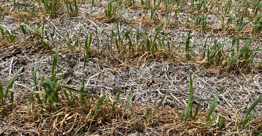 Fields of wheat had up to 70% of the main tillers killed during three successive nights of below freezing temperatures in mid