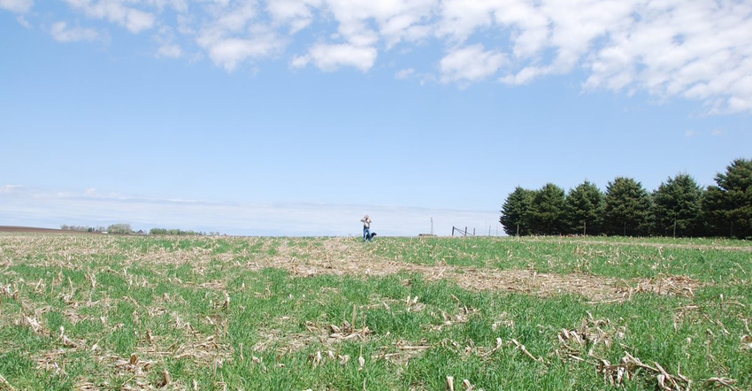 man and dog if field with cover crops 