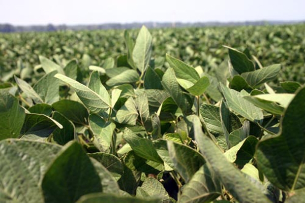 Green stems appear in soybeans again