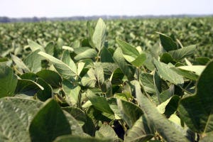 soybean plants