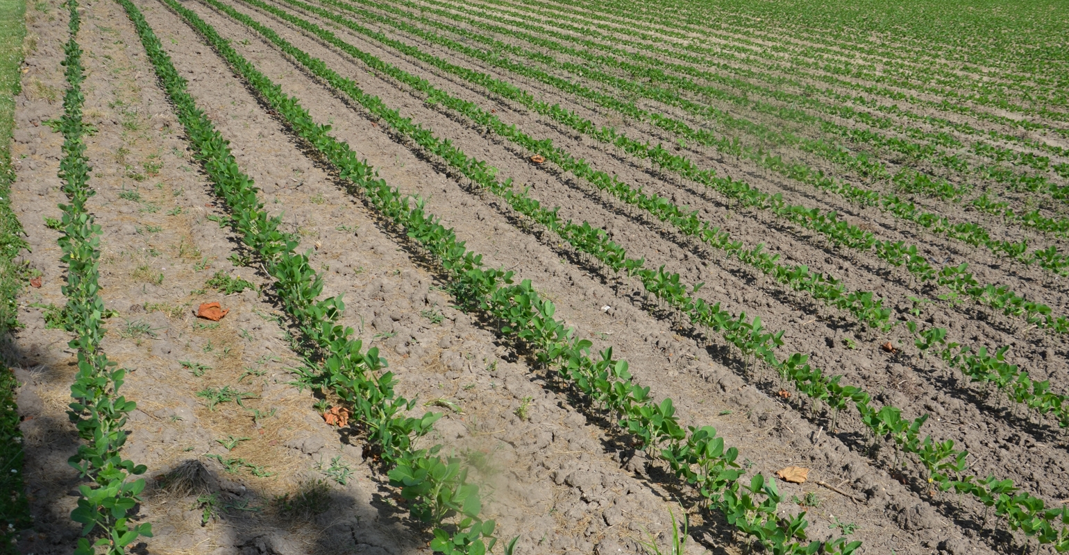 When should you plant soybeans vs. corn?