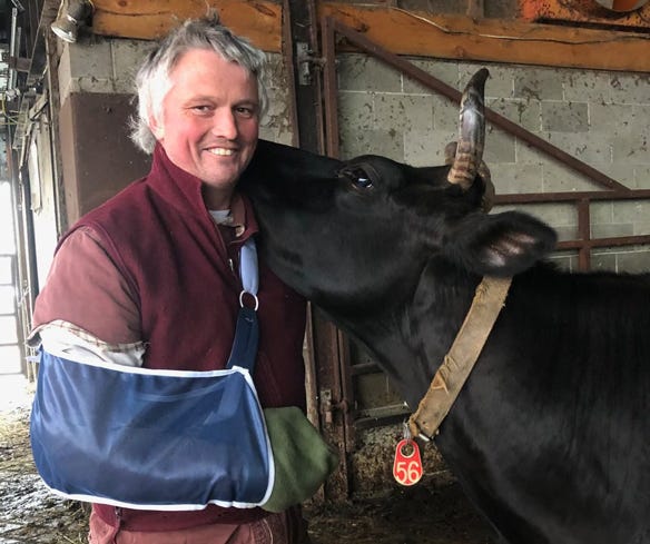 Brendan Holmes with one of his Jersey cows