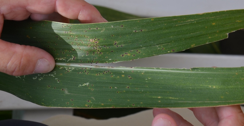 corn leaf with signs of tar spot