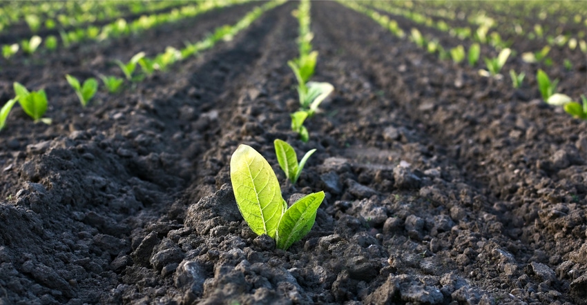 Seedlings in a field