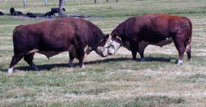 bulls-butting-heads-brad-haire-farm-progress.jpg