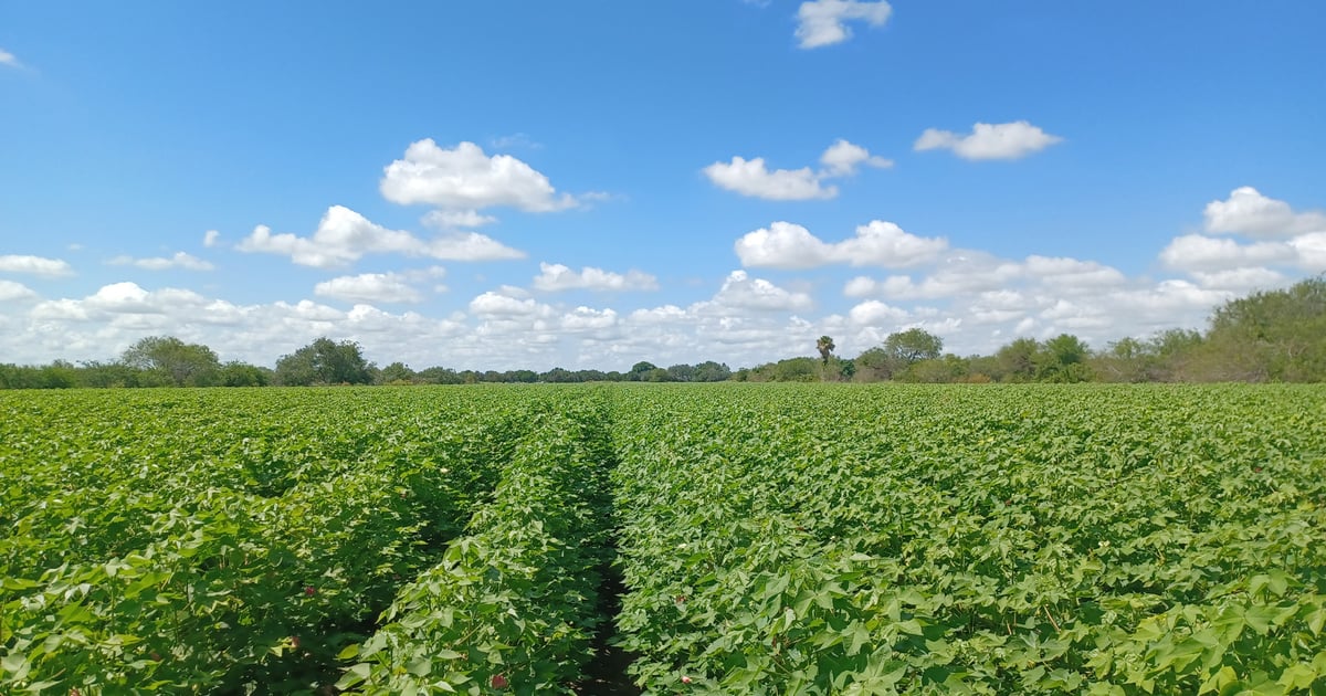 South Texas crop prospects cited as ‘beautiful, fantastic’