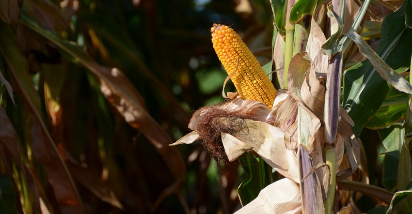 Ear of field corn