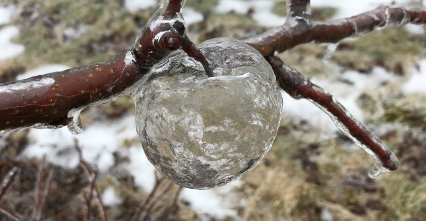 frozen icicle apples