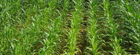 farmers_experts_deal_fact_cover_crop_roots_grew_tile_lines_1_636051530902173045.jpg
