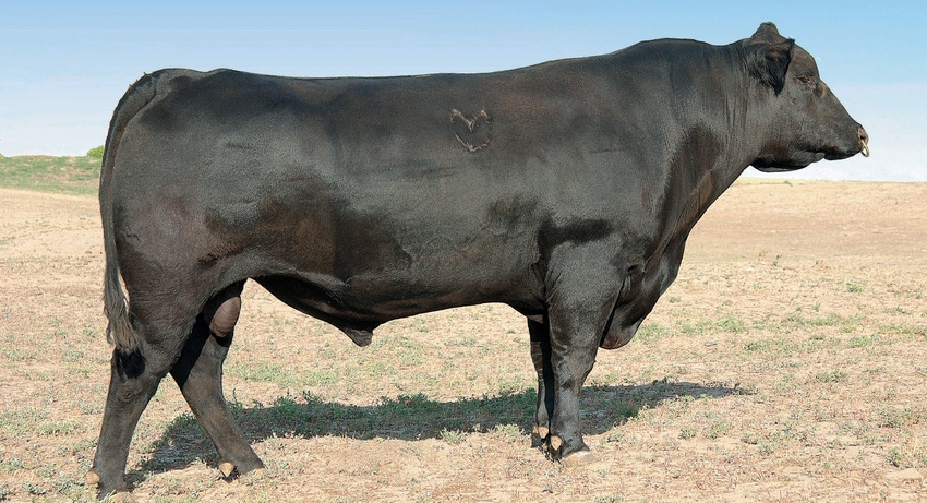 WFP-ARS-bull.jpg WFP-ARS-bull.jpg