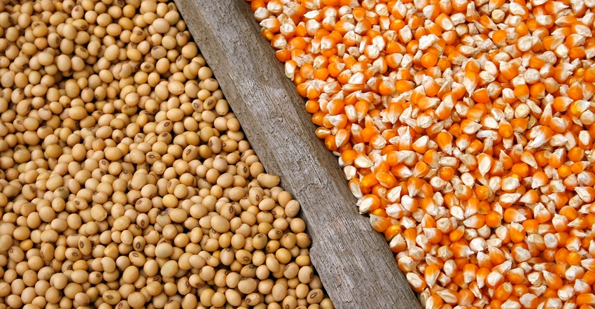 soybeans and corn seeds soybeans and corn seeds