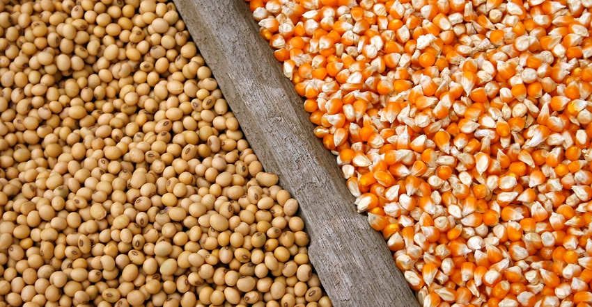 soybeans and corn seeds