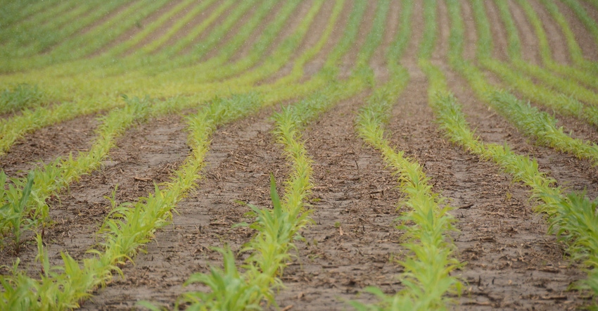 young corn in field during rainstorm