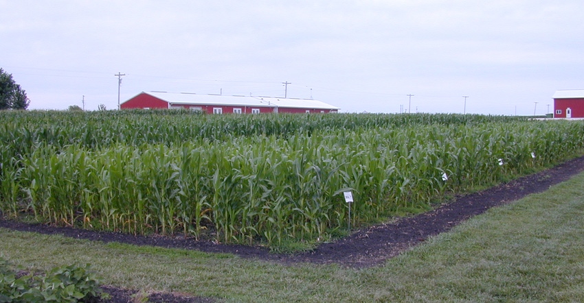 Cornfield with barn in background.