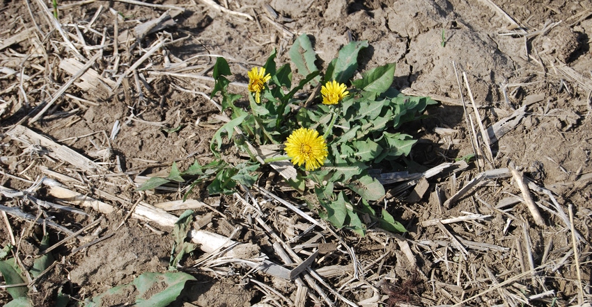 dandelion in field of dirt