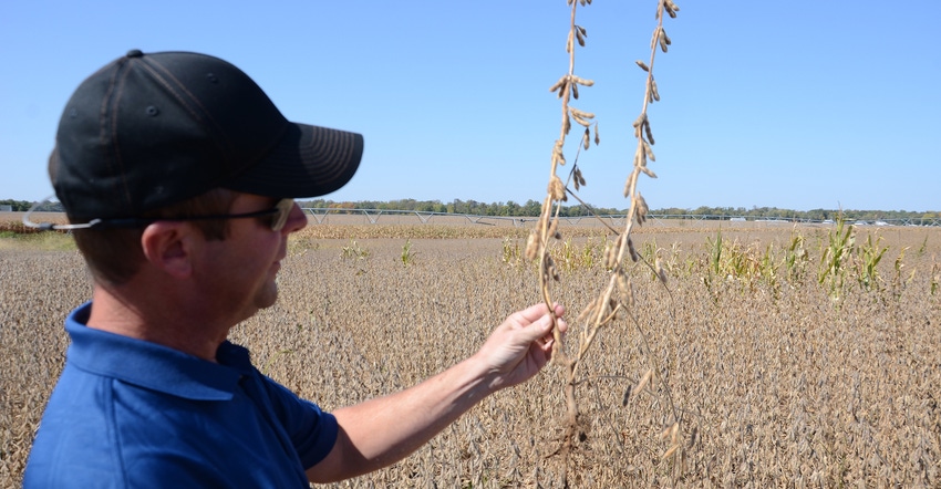 Steve Gauck looking closer at soybean plant