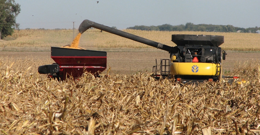 combine in cornfield harvesting corn