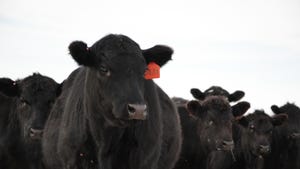 black cow with an ear tag