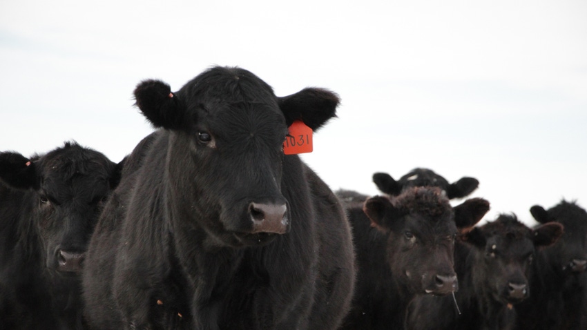 black cow with an ear tag black cow with an ear tag