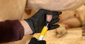 cow receiving dry-cow mastitis treatment 