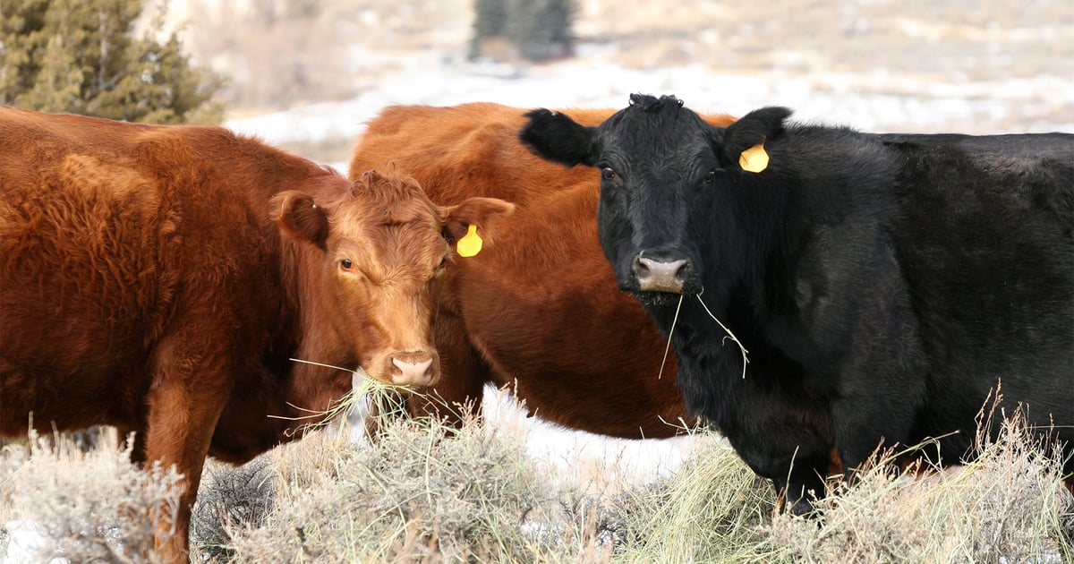 Take stock of livestock in late winter, early spring