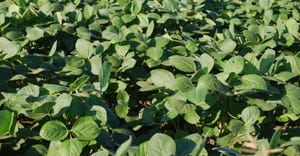 Close up of soybeans in the field