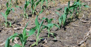 close-up of immature corn plants