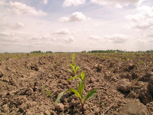 How To Increase Your Corn Yields