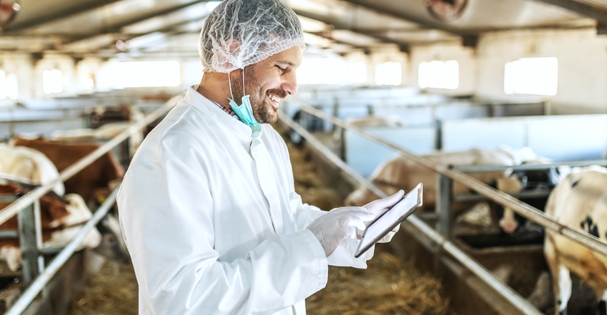 Veterinarian in uniform, with gloves and hairnet using tablet while standing in stable. In background are calves and cows.