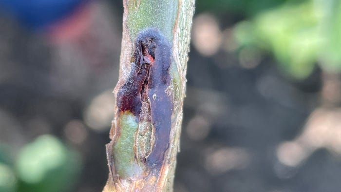 lesion on plant caused by soybean gall midge feeding