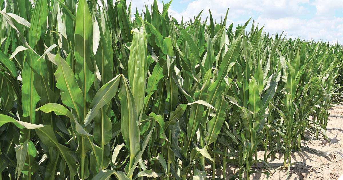 6 questions on Bt corn technology