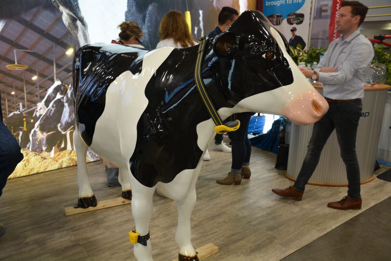 Smart tags are shown around the neck and ankle of a life-size plastic cow at World Dairy Expo