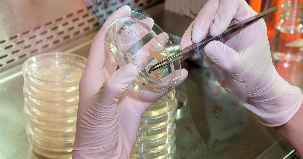 rice Arkansas gene editing CRISPR pigweed