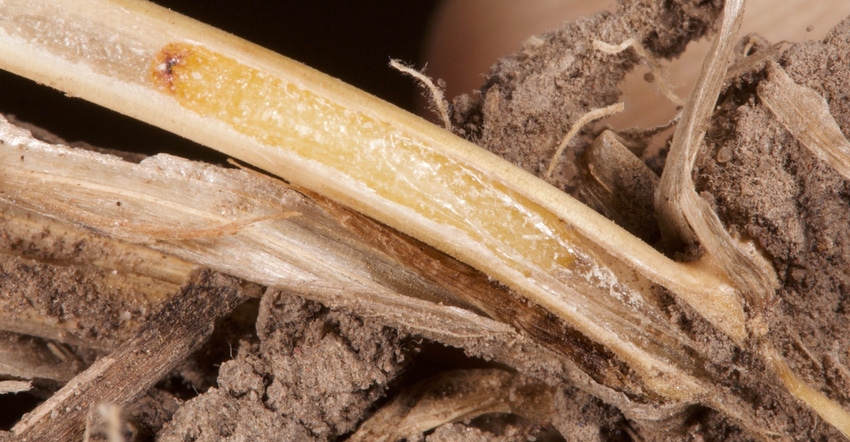 A wheat stem sawfly within its pupal chamber