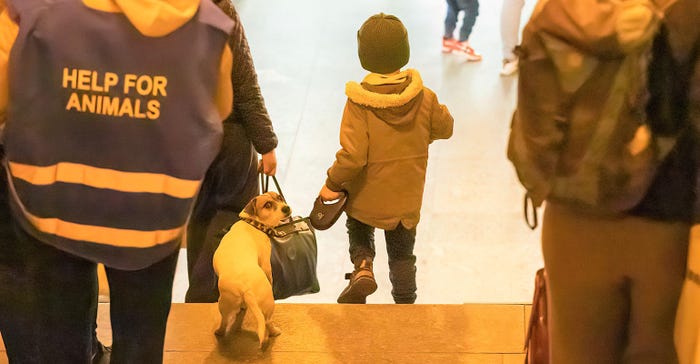 Child walking with dog